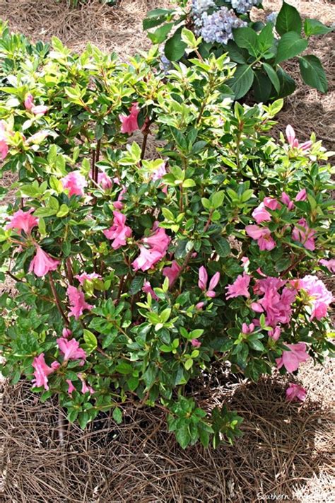 We did not find results for: Front Yard Before and Afters! - Southern Hospitality
