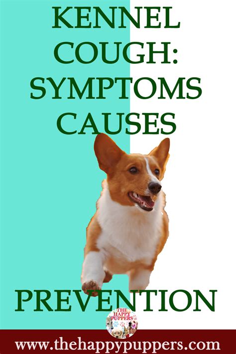 Symptoms Of Kennel Cough In Dogs