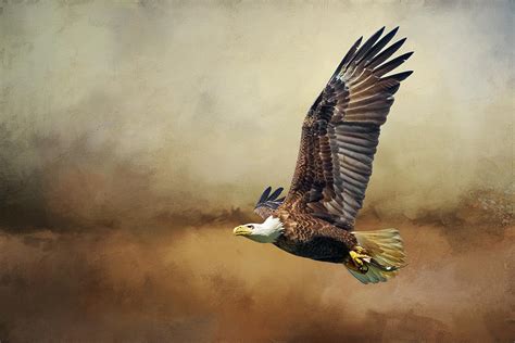 American Bald Eagle Flying In Storm Clouds Digital Art By Diana Van
