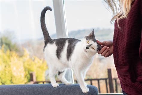 Familiarisation pheromones reduce other types of marking, such as with urine. 7 Signs Your Cat Loves You - The Cat's Meow - KitNipBox