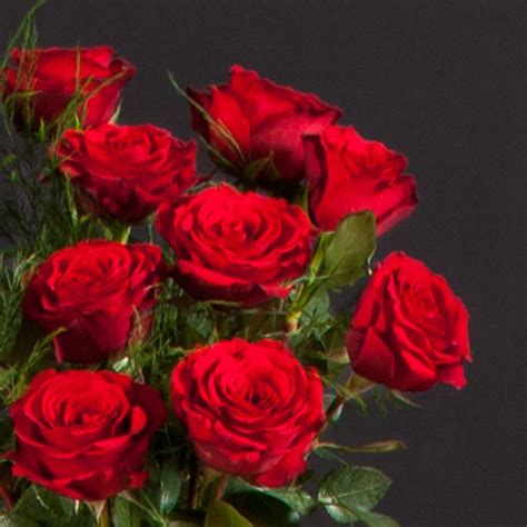 Types Of Red Roses Stateloki