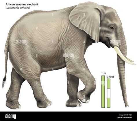 African Savanna Elephant Loxodonta Africana Stock Photo Alamy