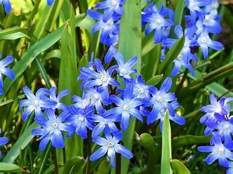 Top 55 Beautiful Types Of Blue Flowers With Names And
