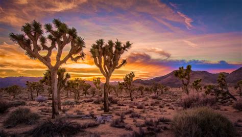 Photo Sunset Joshua Tree National Park California Free Pictures On