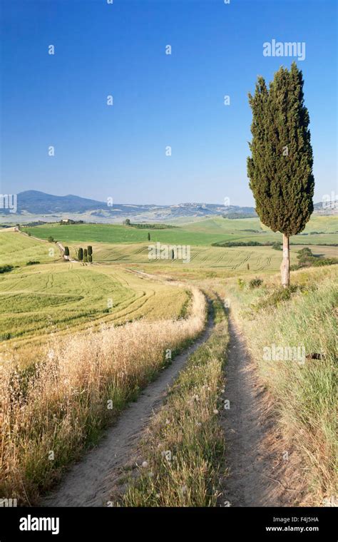 Tuscan Landscape With Cypress Trees Near Pienza Val Dorcia Orcia