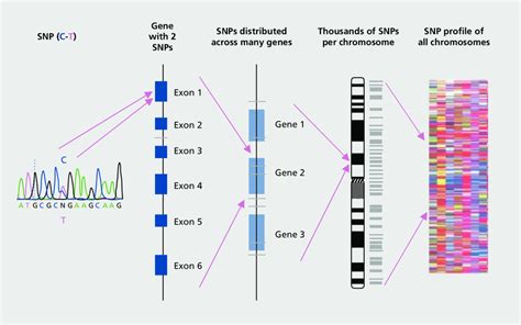 Single Nucleotide Polymorphisms Snps From A Single Snp To An Snp