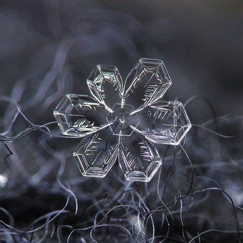 Close Ups Of Individual Snowflakes From This Winter By Chaoticmind75 6