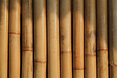 Kelebihan Material Bambu, Murah hingga Cocok untuk Rumah ...