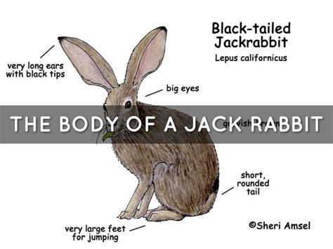 Jack Rabbit By Brianna Horwitz