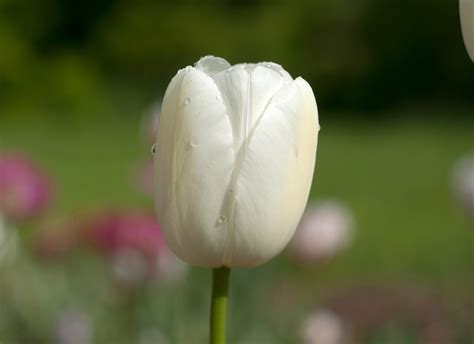 Buy Tulip Maureen Bulbs Online Single Late Tulips