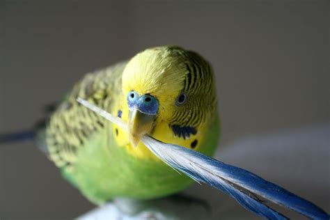 Green Male Budgie Holding Feather Budgies Parakeet Birbs