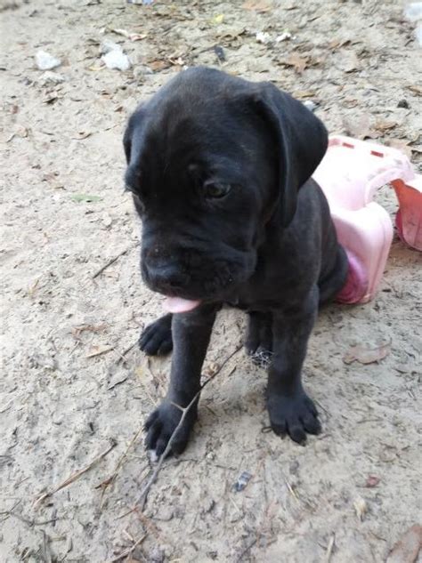 Search for a rescue dog, puppy, cat, kitten, small pet or horse. Neapolitan Mastiff puppy dog for sale in Springhill, Florida