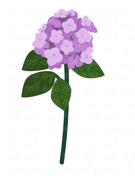 Hydrangea SVG for Cricut Png Eps Clipart - Etsy