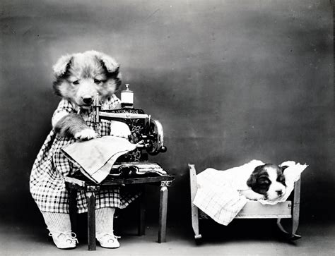 Cute Dogs Vintage Photo Free Stock Photo Public Domain Pictures