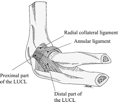 Functional Anatomy Of The Lateral Collateral Ligament Complex Of The