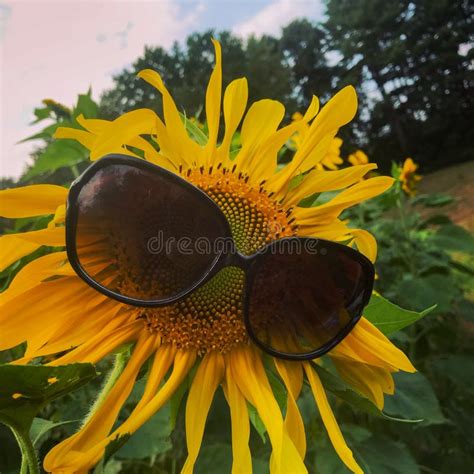 Cool Dude Sunflower Wearing Sunglasses Stock Image Image Of Leaf