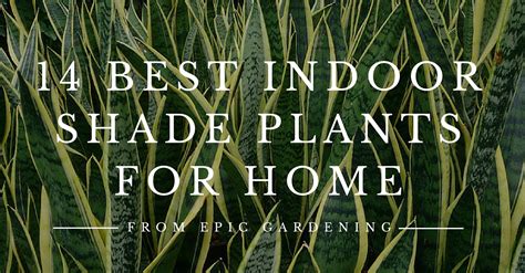14 Best Indoor Shade Plants For Low Light Rooms
