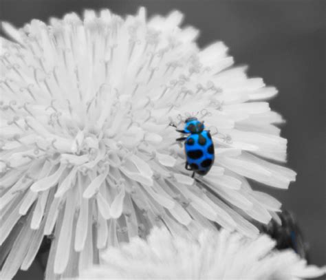 Blue Ladybug By Angelwizar On Deviantart