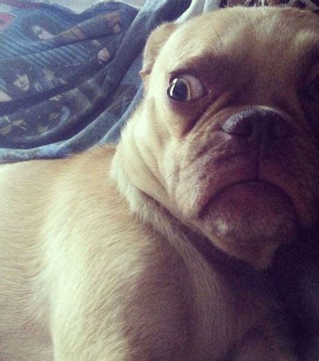 Pets Making Human Like Funny Face Expressions Photo Gallery