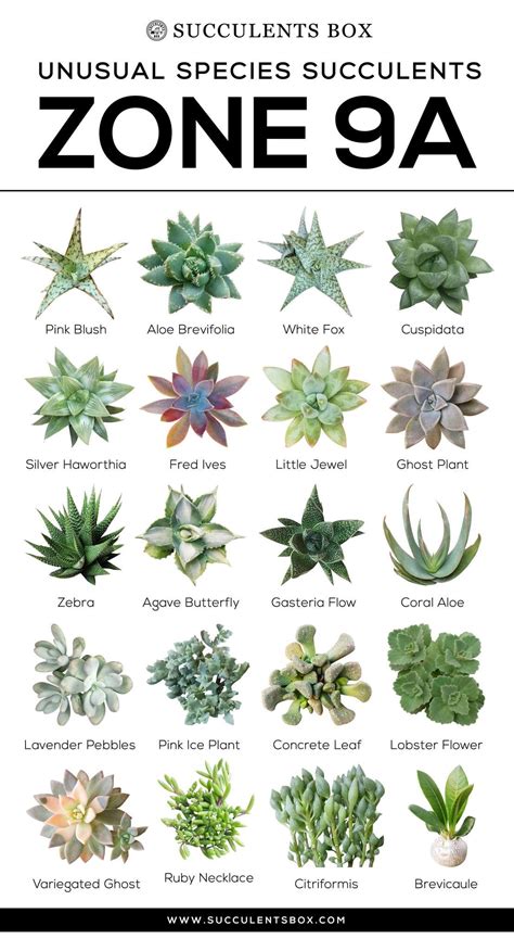 Choosing Succulents For Zone 9 California Florida And Arizona Types Of