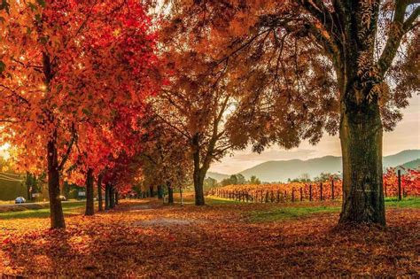 The Best Places In Victoria To Visit In Autumn Forte Magazine