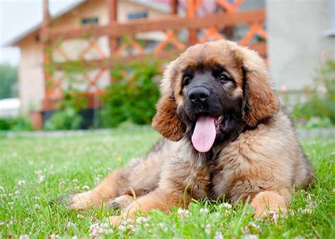 If you are looking for information on the leonberger breed or on adopting a leonberger, this is the place to start. Leonberger (puppy info, geschiedenis, karakter ...