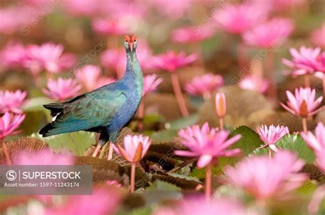 Purple Swamphen Bird Grey Headed Swamphen Purple Coot Purple Gallinule Purple Moorhen