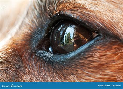 Extreme Closeup Of Small Dog S Eye With Visible Reflections In It Stock