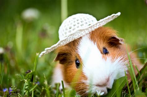 Download Animal Guinea Pig Hd Wallpaper