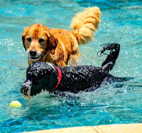 We did not find results for: tailwags - Applewood Pet Resort