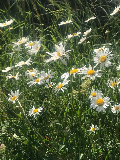 How To Plant A Wildflower Meadow In Your Garden Try This Alternative