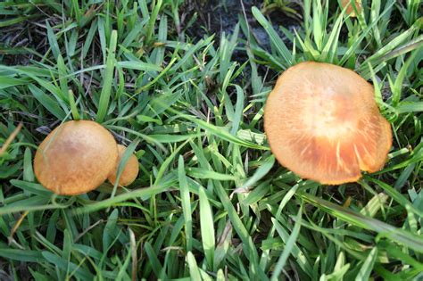 The Official Florida Mushroom Season Thread 2011 Mushroom Hunting