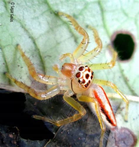 Two Striped Jumping Spider Focusing On Wildlife