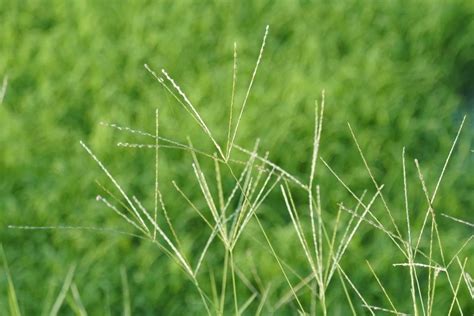 Paul Munns Blog Weeds Category Summer Grass Weeds