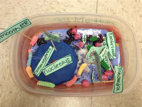 Label cells fifth 5th grade life science standards, grade level help, internet 4 classrooms internet resources to prepare for science state assessment. 3D Animal Cells - Ms. Philip's 5th Grade Clasroom