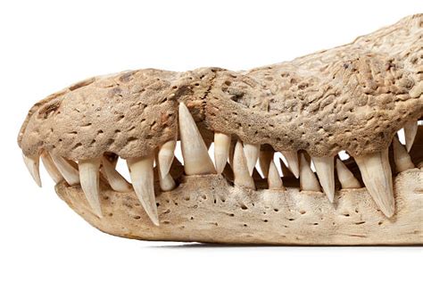 Crocodile Teeth Stock Photos Pictures And Royalty Free Images Istock