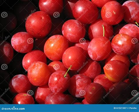 Small Red Plums Stock Photo Image 61521307