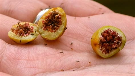 Mutualism Between Fig Wasps And Fig Trees Btweenblinks