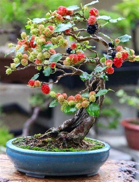 Bonsai fruit tree bonsai plants bonsai garden fruit trees succulents garden bonsai orange tree cactus plants bougainvillea bonsai air plants. Mulberry | Bonsai tree care, Bonsai plants, Bonsai fruit tree