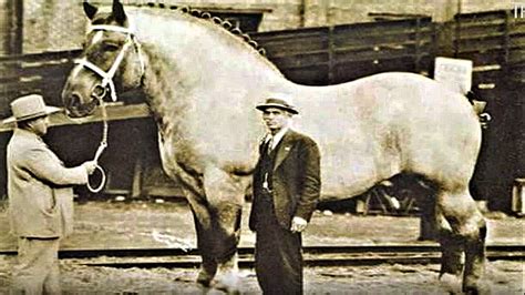 Guinness World Record Tallest Horse