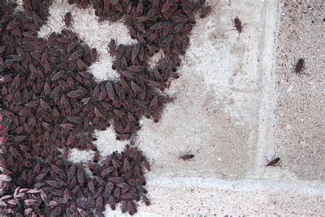 Identify And Control Boxelder Bugs