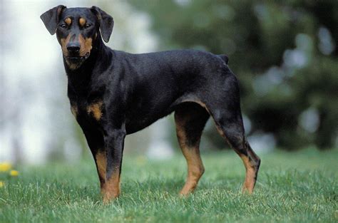 German Pinscher Dog Breed Characteristics And Care