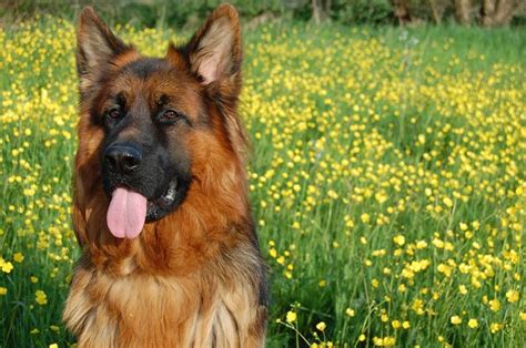 Pin On German Shepherd Dogs And Puppies Breed Facts Tips And Information