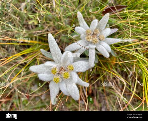 Close Up Of An Edelweiss Swiss Alps Stock Photo Alamy