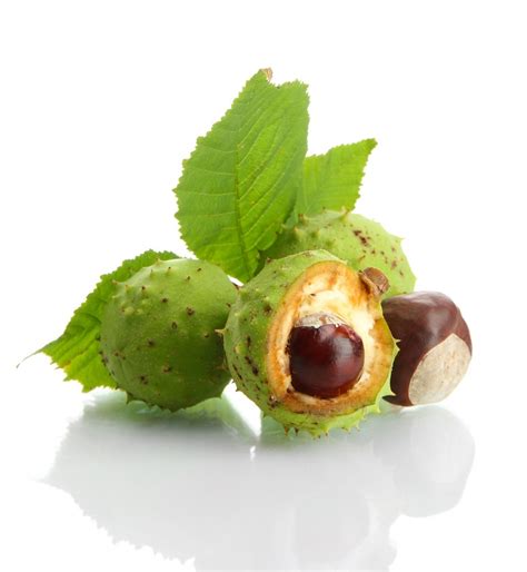 Horse Chestnut Seed Extract The Columbia Center For Integrative Medicine