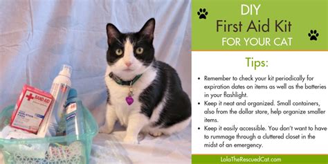 Diy First Aid Kit For Your Cat Lola The Rescued Cat