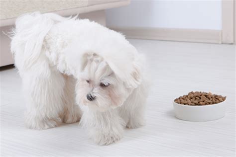 Symptoms To Watch For In Your Dog Loss Of Appetite Dawg Business It