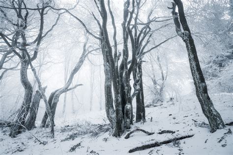 Fairy Winter Woods On Behance