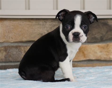 Akc Registered Boston Terrier For Sale Millersburg Oh Female Katy