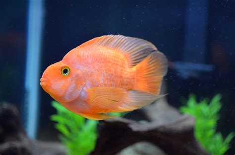 The blood parrot cichlid (or more commonly and formally known as parrot cichlid; cichlids.com: 5" Blood Parrot